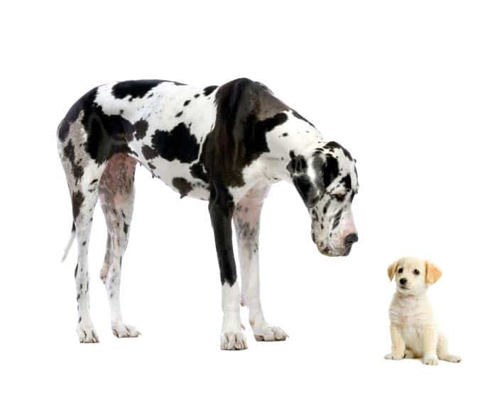 A Doggy and Cute Puppy