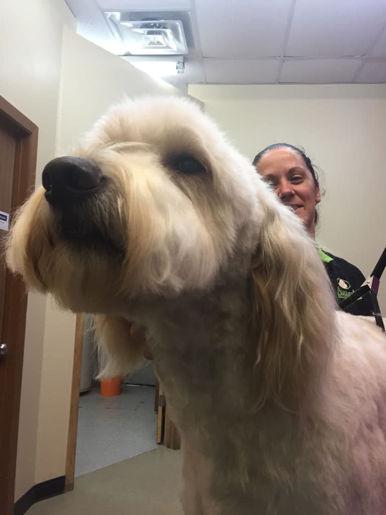 Grooming ⋆ Augusta Dog Training