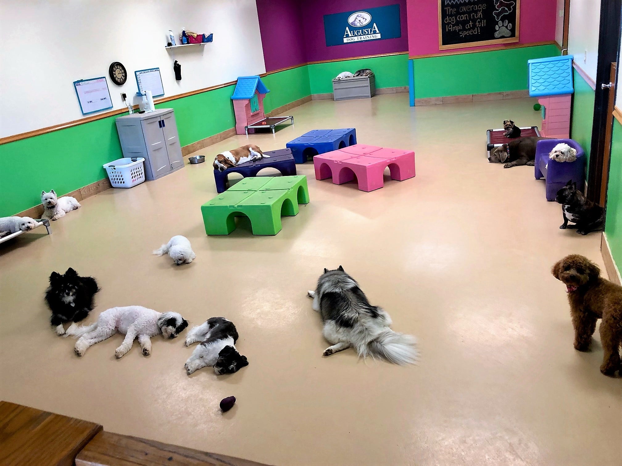 Tired dogs rest in the indoor Play and Train space at the Augusta Dog Training in Edina, Minnesota.