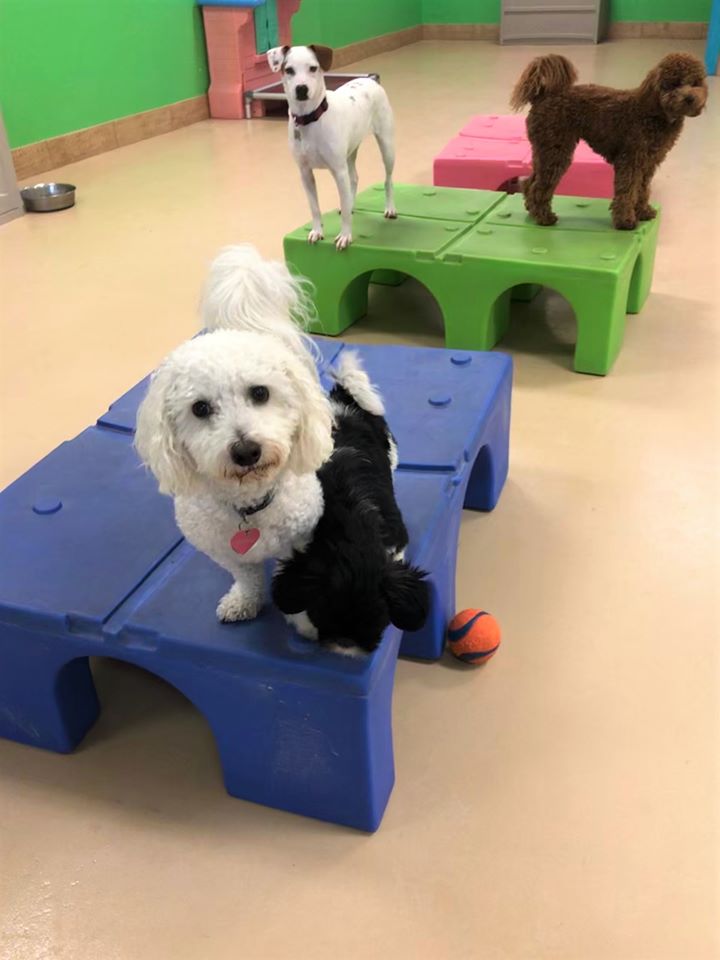 Small dogs play together in the indoor Play and Train space at the Augusta Dog Training in Edina, Minnesota.