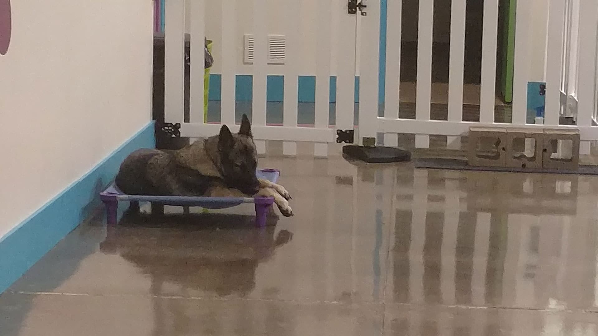 Shepherd resting on a dog bed