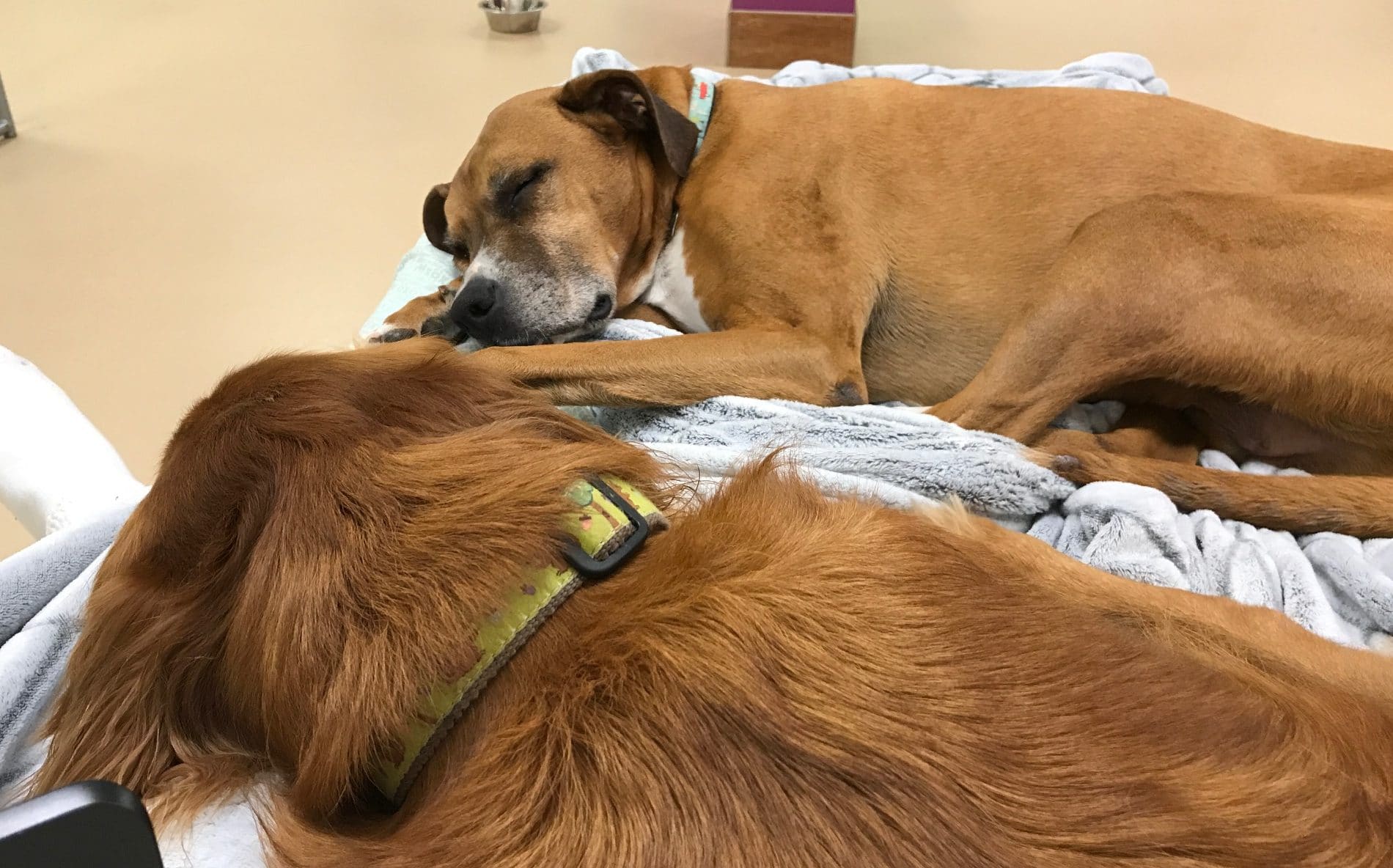 dogs sleeping at Augusta Dog Training