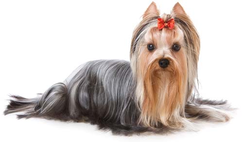 Dog grooming services from Augusta Dog Training