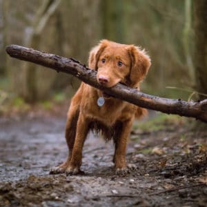 Young puppy holding a log in a forest