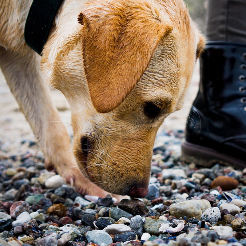 Wet dog sniffing pebbles