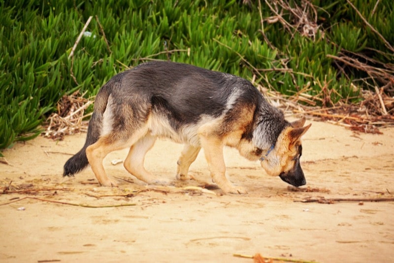 German shepherd sniffing the ground near the beach