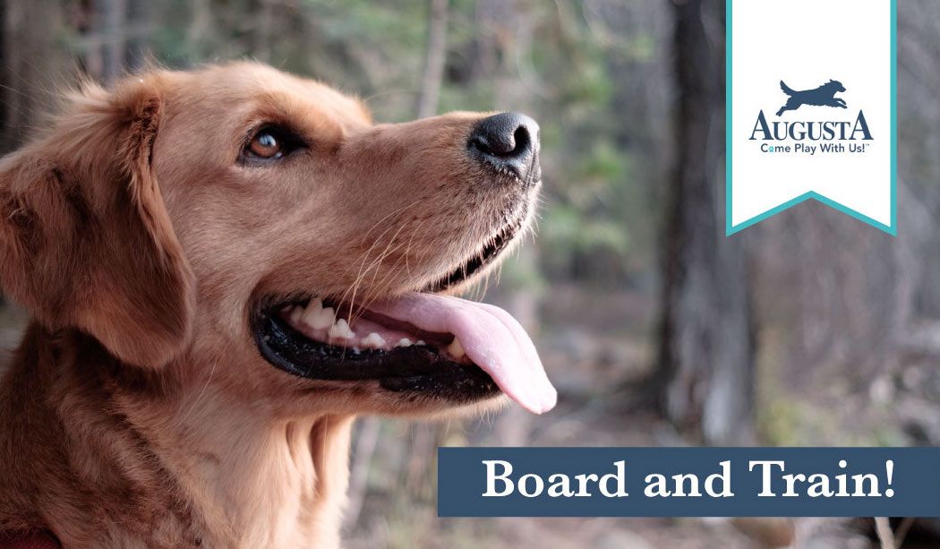 Board and Train from Augusta Dog Training