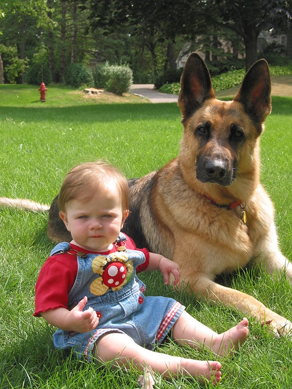 German Shepherd with young child