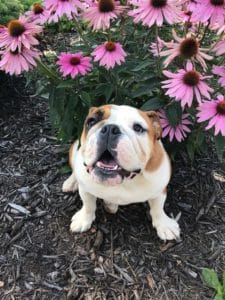 Ruthie The Bulldog, an esteemed graduate of Augusta Dog Training's Board and Train program in Edina, Minnesota, sits at the edge of a garden.