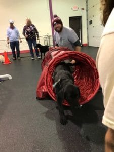 A black Labrador exits a play tube during Dog Agility Training Courses at Augusta Dog Training in Wayzata, Minnesota.