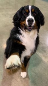 A Bernese Mountain Dog offers a paw to shake during Obedience Class in Augusta Dog Training