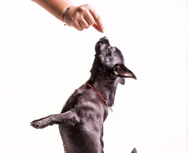 Obedience ⋆ Augusta Dog Training