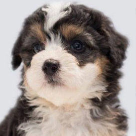A headshot of a puppy for a Puppy Kindergarten Yearbook at Augusta Dog Training