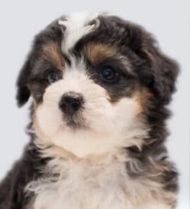 A headshot of a puppy for a Puppy Kindergarten Yearbook at Augusta Dog Training