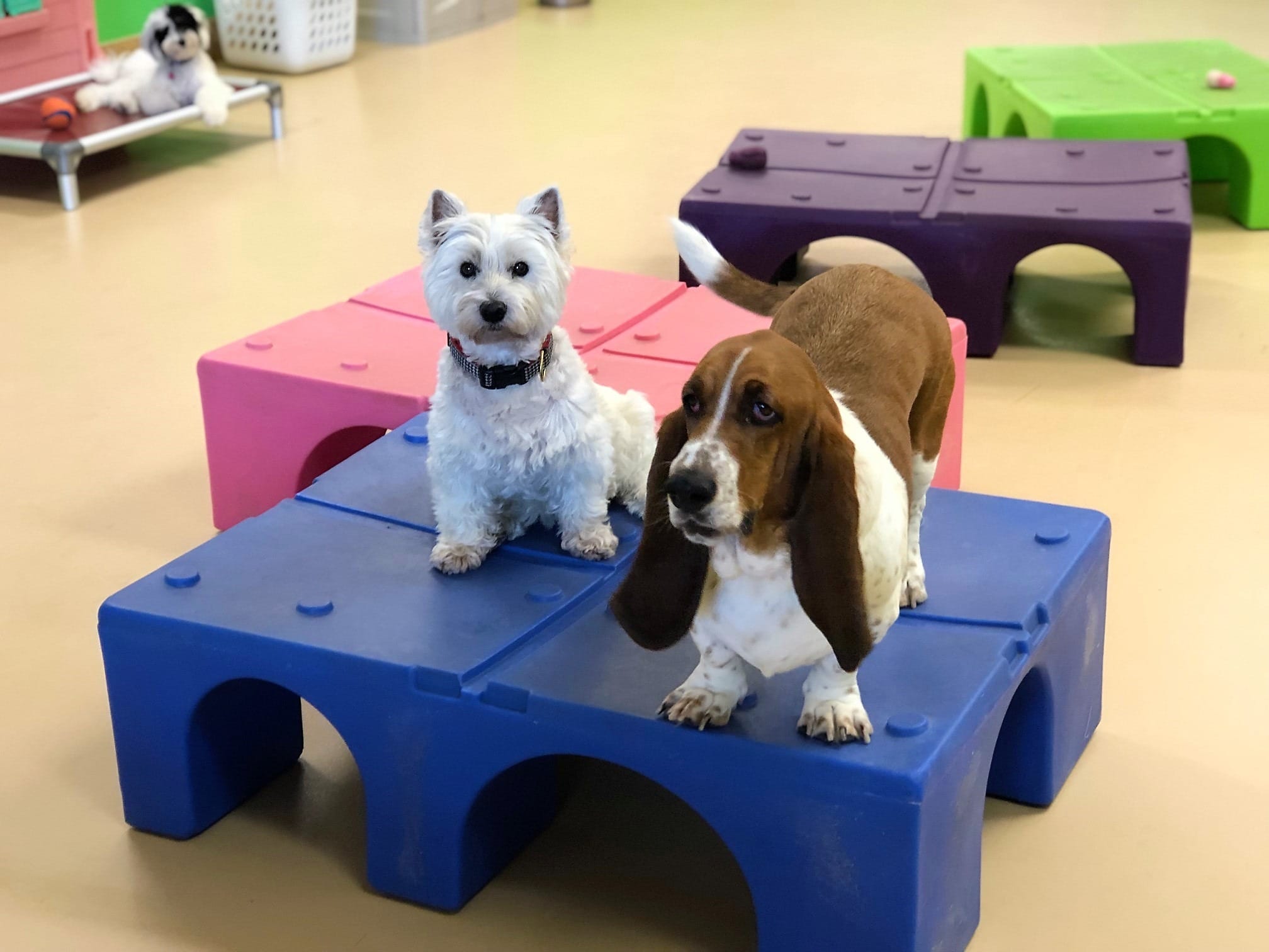 A Westie and Basset Hound play together on a plastic cube at the indoor doggy care space at the Wayzata location of Augusta Dog Training.