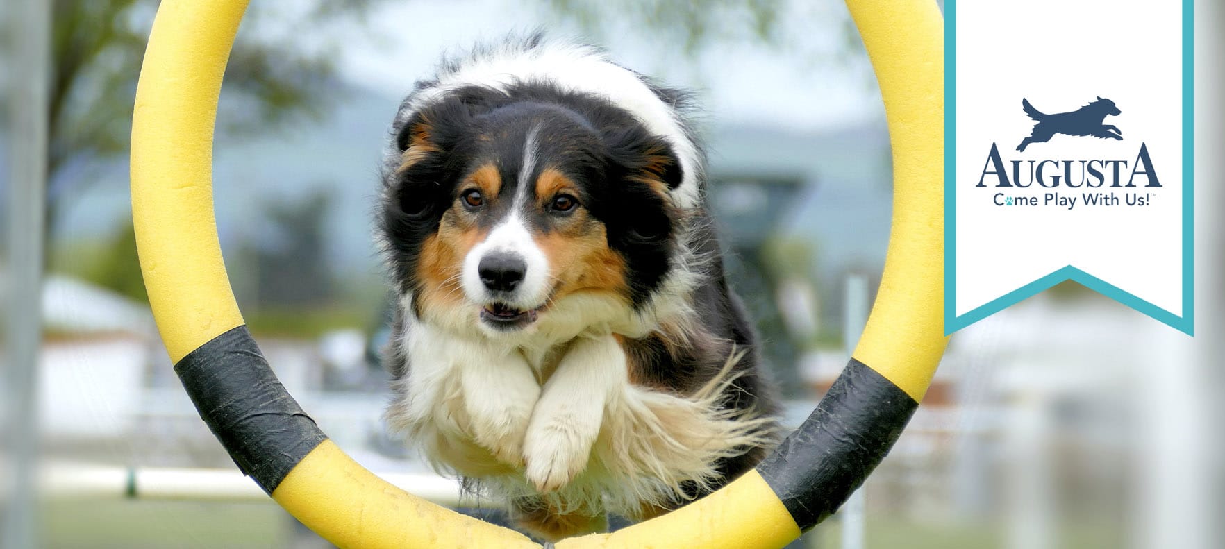 An online banner featuring a Collie jumping through a hoop in an agility course advertises the Play and Train program at the Augusta Dog Training locations in Edina, Wayzata, and Long Lake, Minnesota.