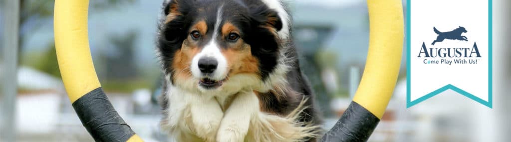 An online banner advertises the Play and Train program at the Augusta Dog Training locations in Edina, Wayzata, and Long Lake, Minnesota.
