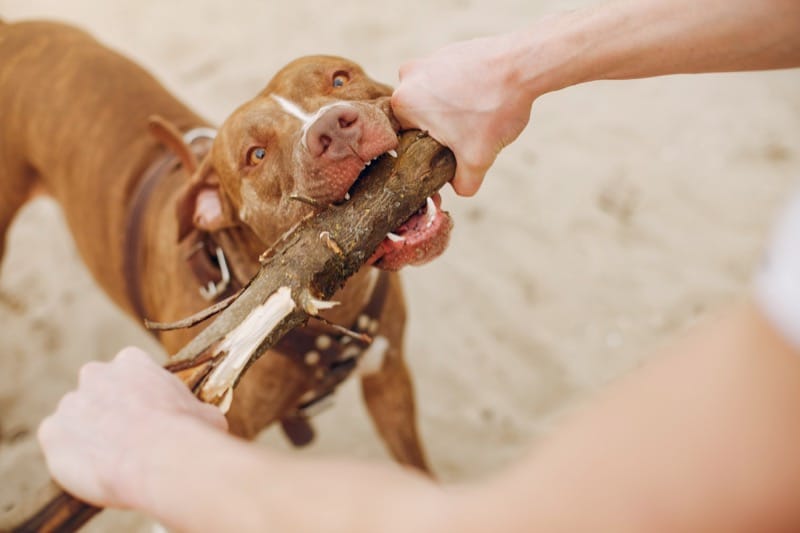 A dog enrolled in Augusta Dog Training's Play and Train program playfully bites a large stick at the dog beach.