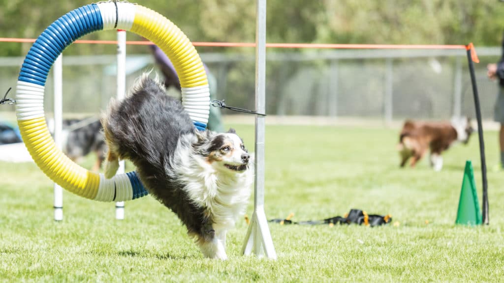 KARE 11 Features Augusta Dog Training with an image of a dog jumping through a hoop in a dog agility course