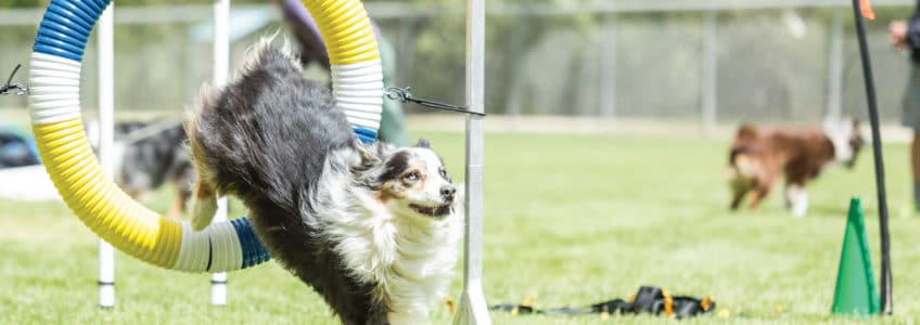 KARE 11 Features Augusta Dog Training with an image of a dog jumping through a hoop in a dog agility course
