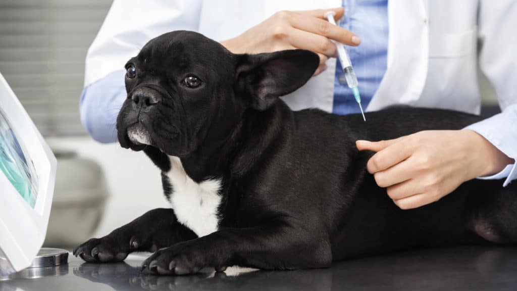 A French bulldog receives a vaccination used for Augusta Dog Training's blog article "Which Vaccinations Does My Dog Need?"