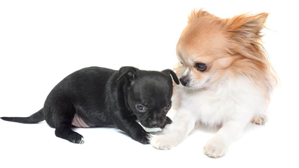 A puppy learns to socialize as it interacts with an older dog
