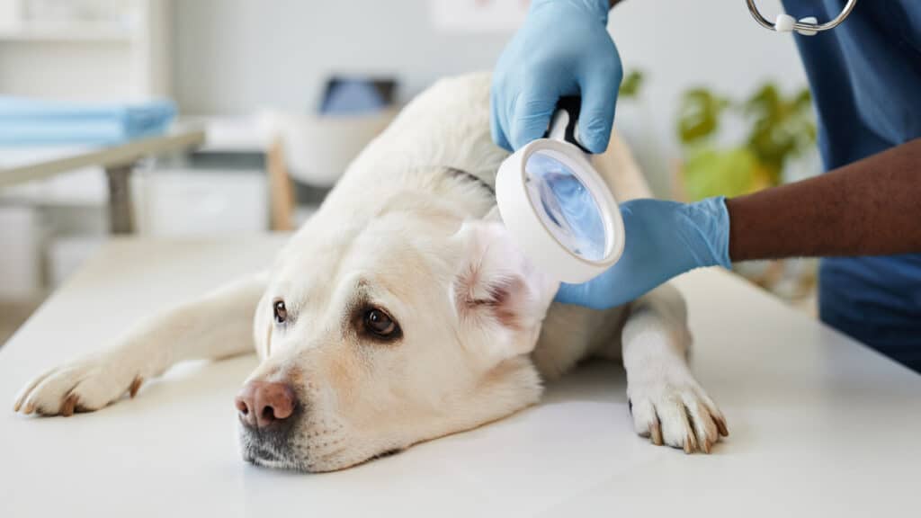 white dog receives a veterinary exam