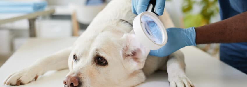 white dog receives a veterinary exam