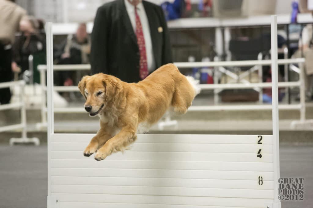 Hi Jump Open Competition - Sage