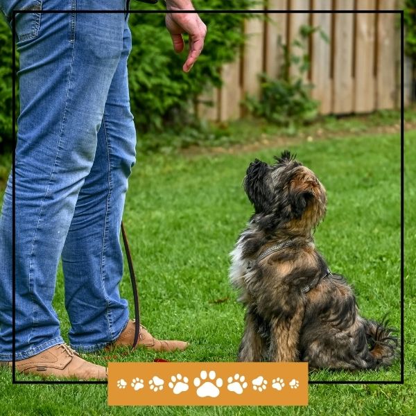 tailored dog training for a small dog