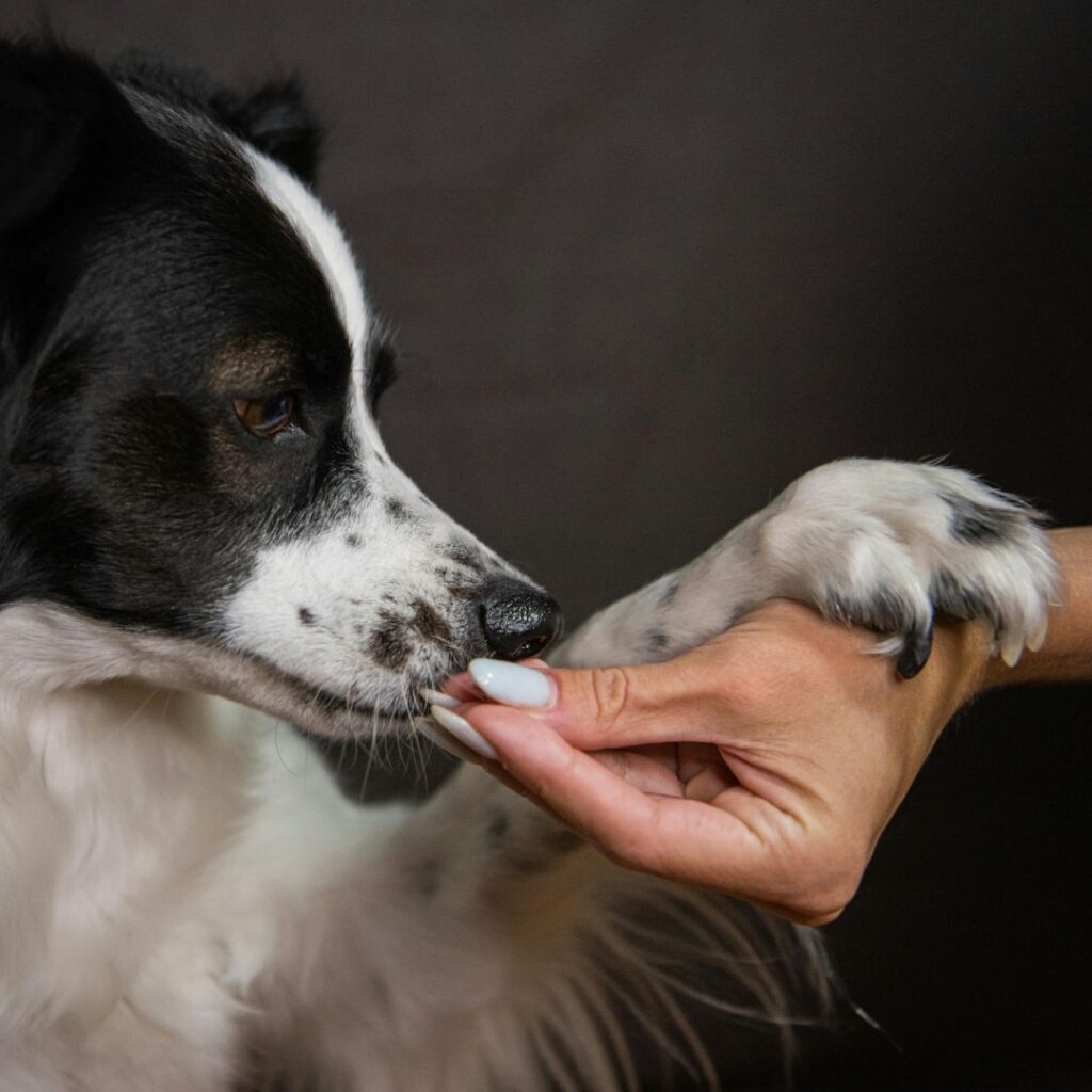 dog being rewarded for giving its paw