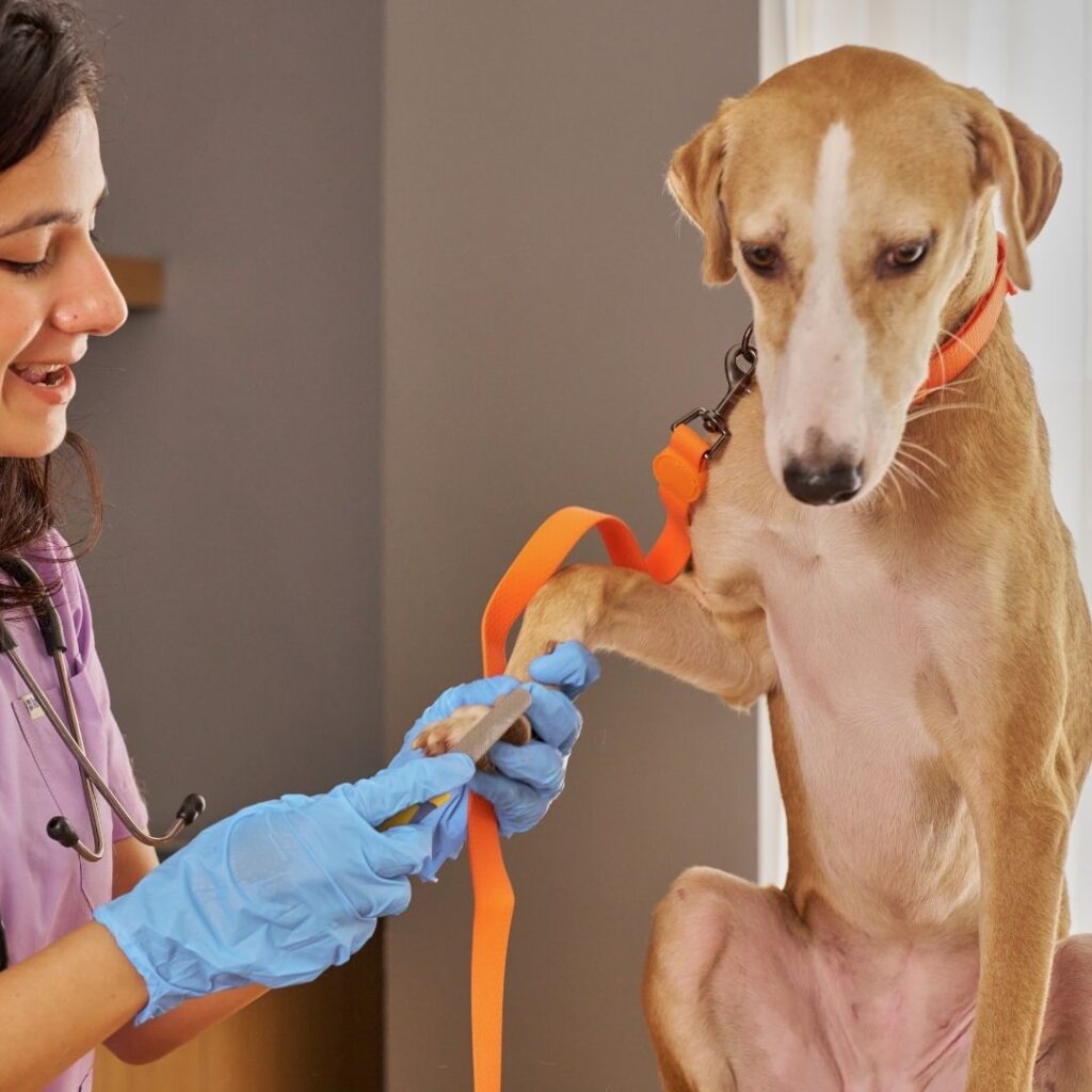 dog nail trim