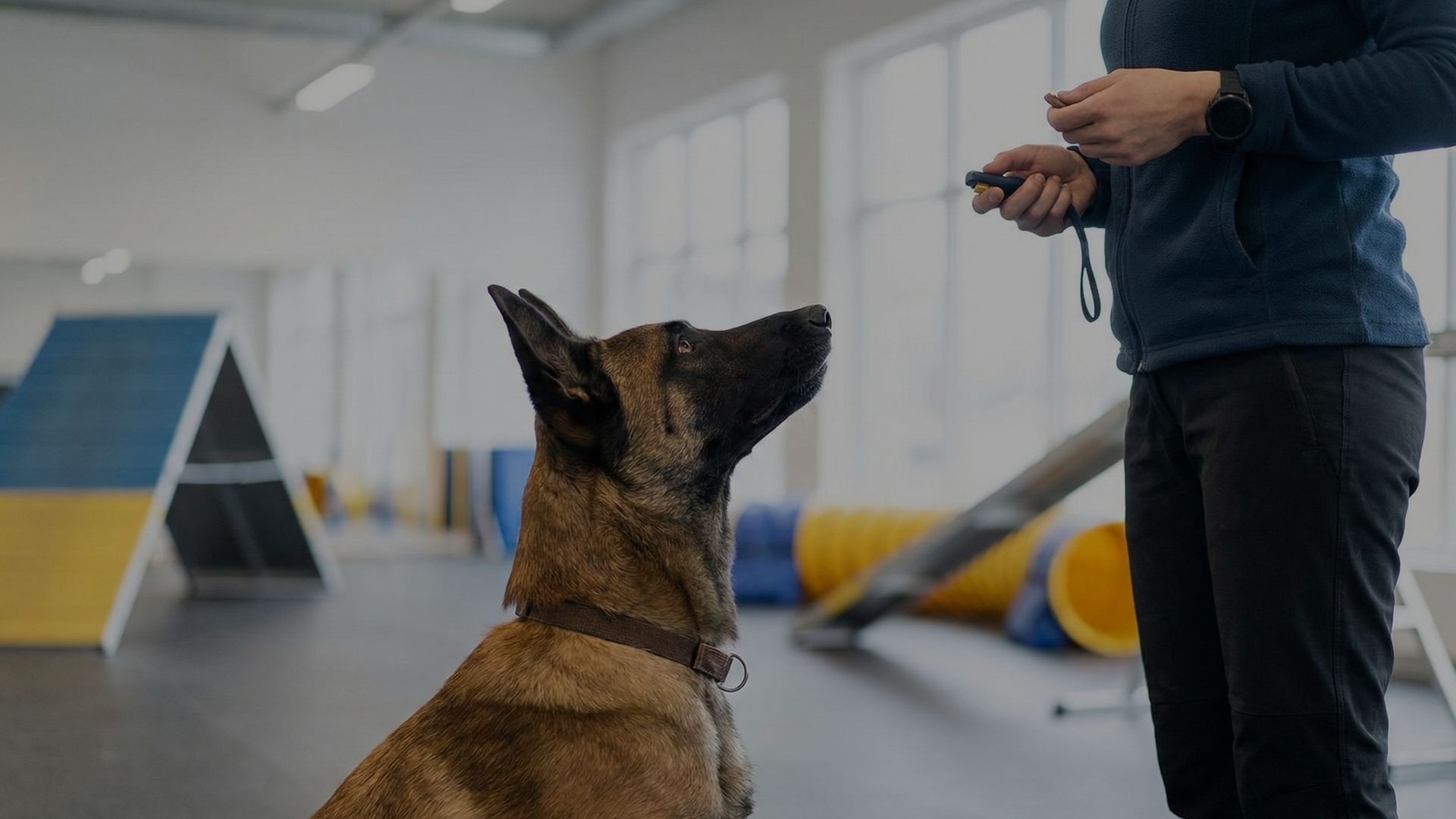 A professional dog trainer working with an attentive Belgian Malinois in a bright training facility.