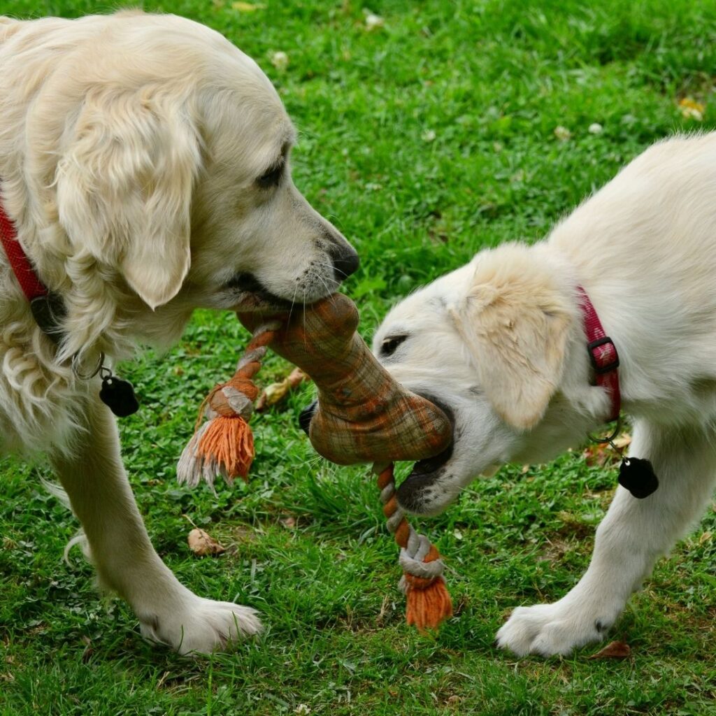 two yellow labs playing with a chew toy