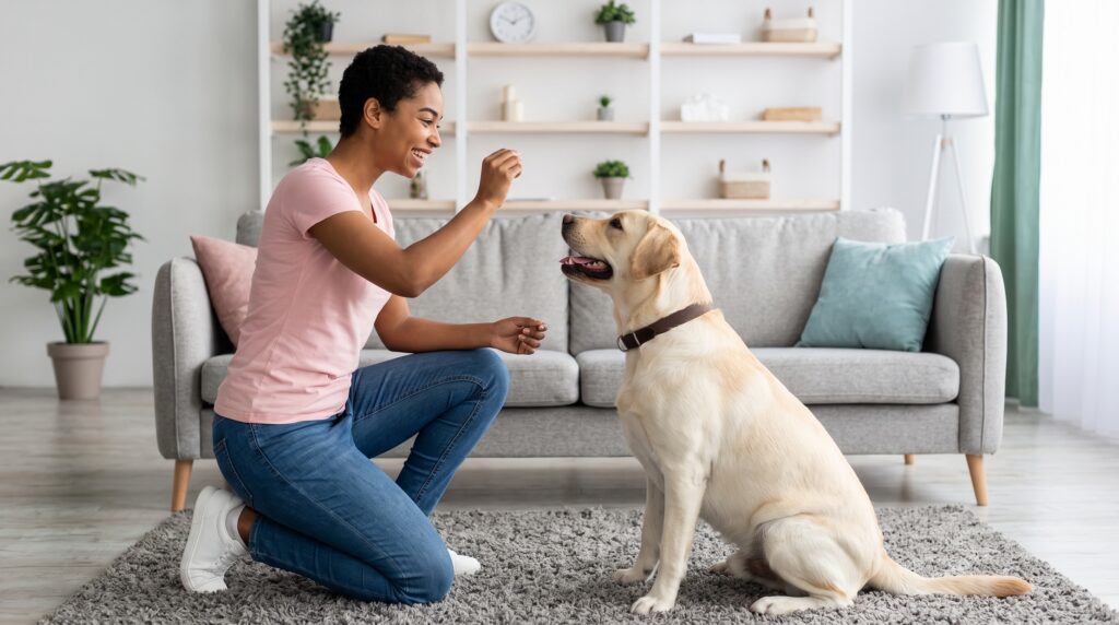 A friendly Augusta Dog Training instructor provides personalized in-home guidance to a Labrador Retriever in a living room.