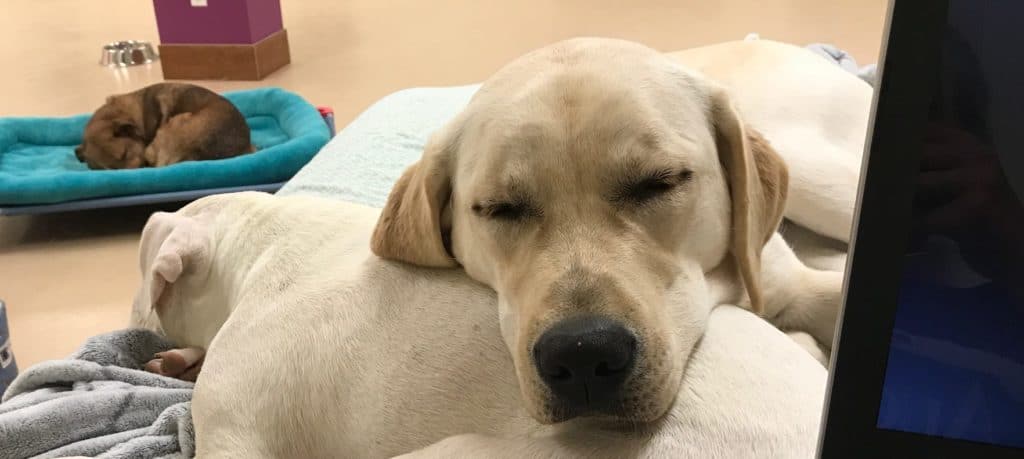 Sweet Puppy Face Sleeping
